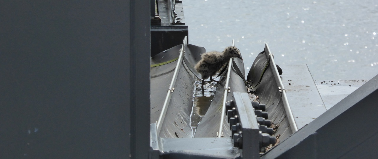 Common gull chick