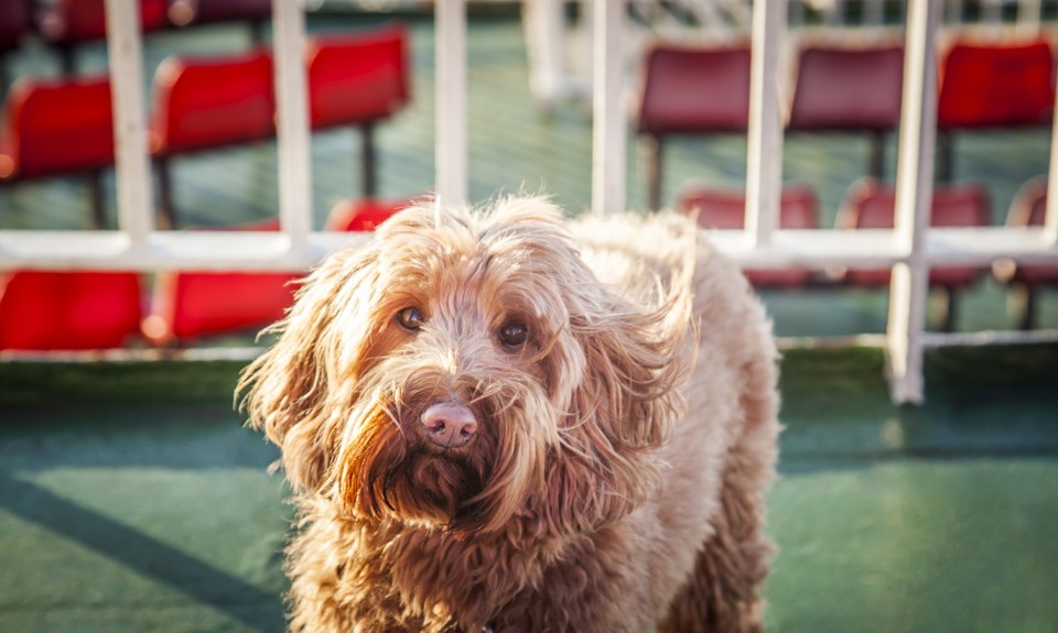 dog out of the deck of the boat staring at the camera