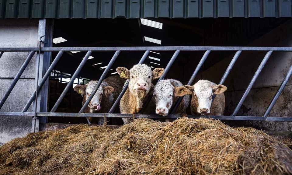 Bellevue farm, Arran. Cows eating hay.