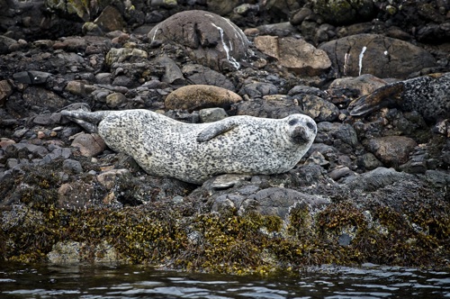 Grey seals