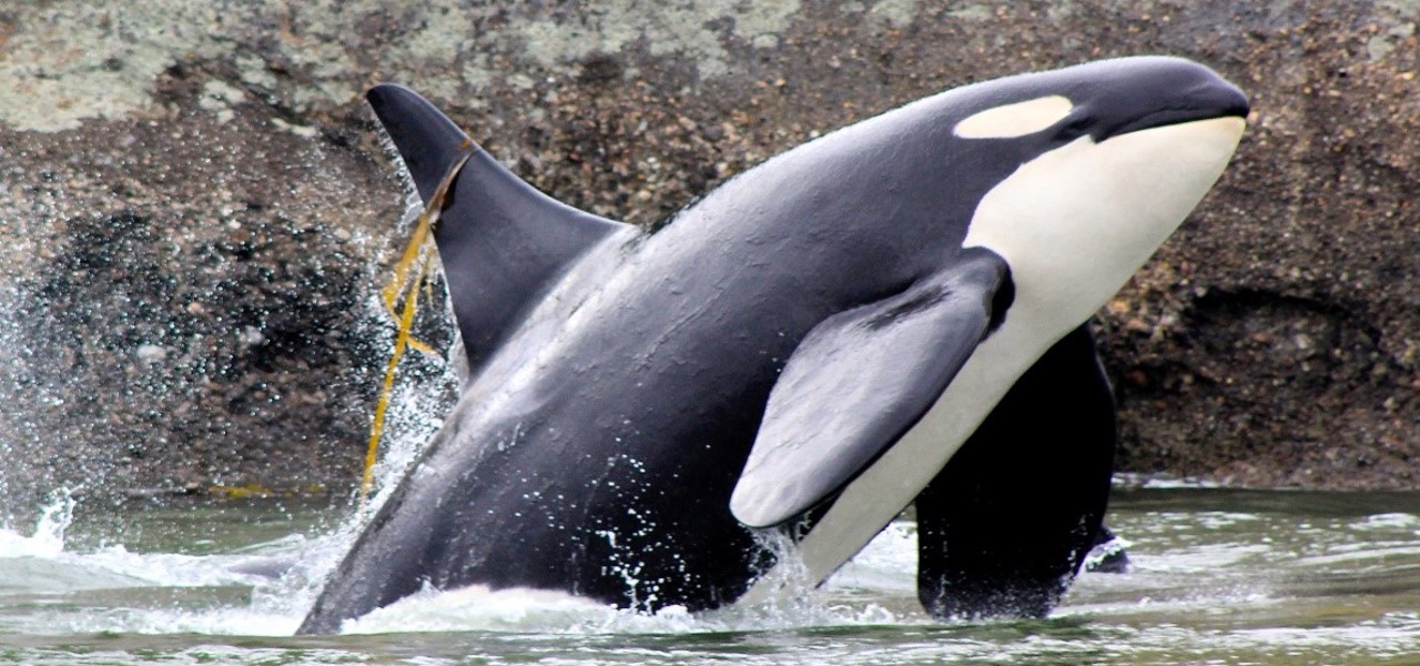 Killer whale
