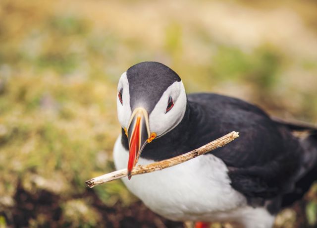 A Puffin with a twig in it's beak