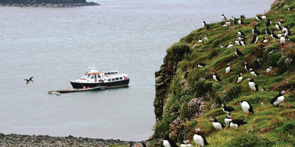 A group of Puffins on a cliff top