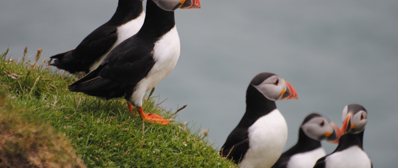 Mingulay puffins - credit Sarah Lawrence