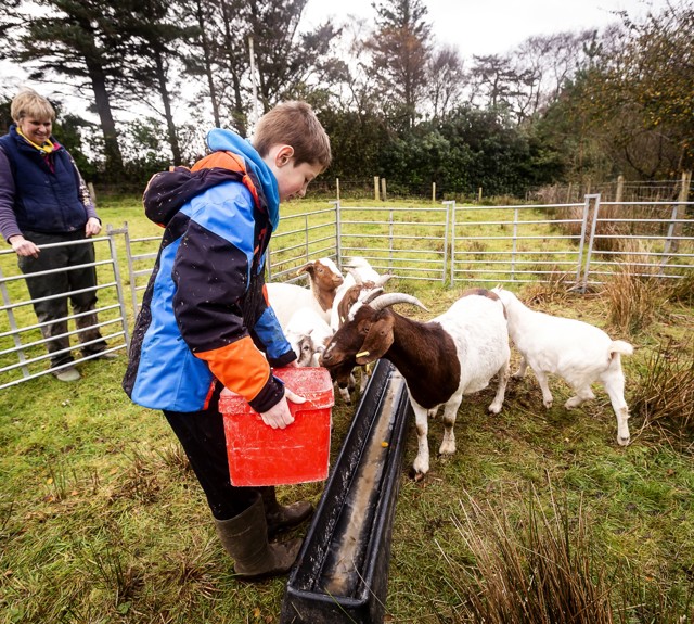 little boy feeding the goats in an outside pen