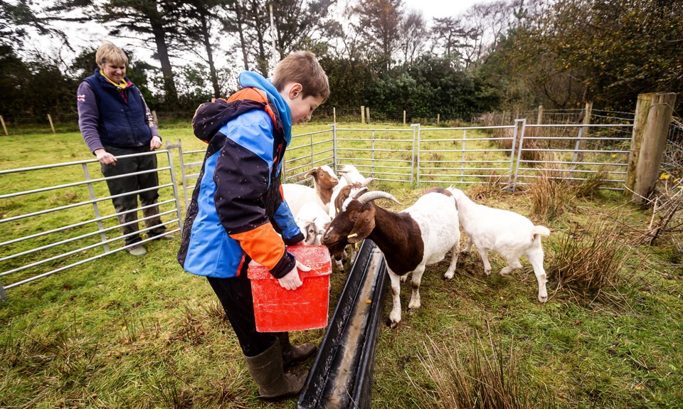 little boy feeding the goats in an outside pen