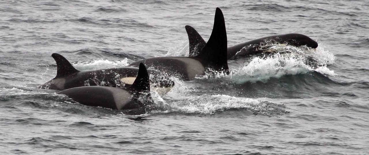 Killer whales