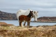 Eriskay ponies on the hills. An older white pony and brown foal.