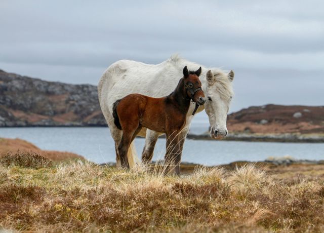 Eriskay ponies on the hills. An older white pony and brown foal.