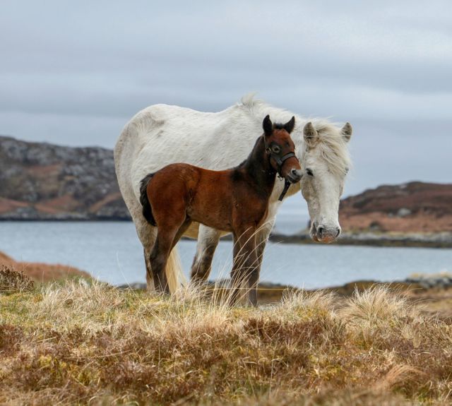 Eriskay ponies on the hills. An older white pony and brown foal.