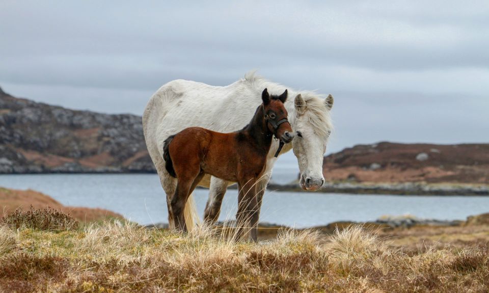 Eriskay ponies on the hills. An older white pony and brown foal.