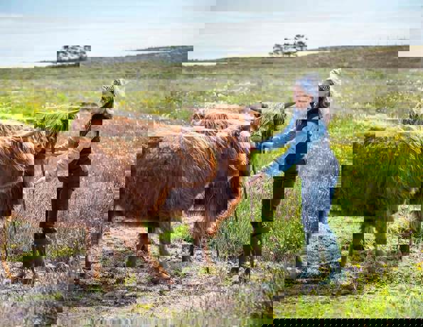 A farmer in a field with her hands out welcoming two highland cows towards her