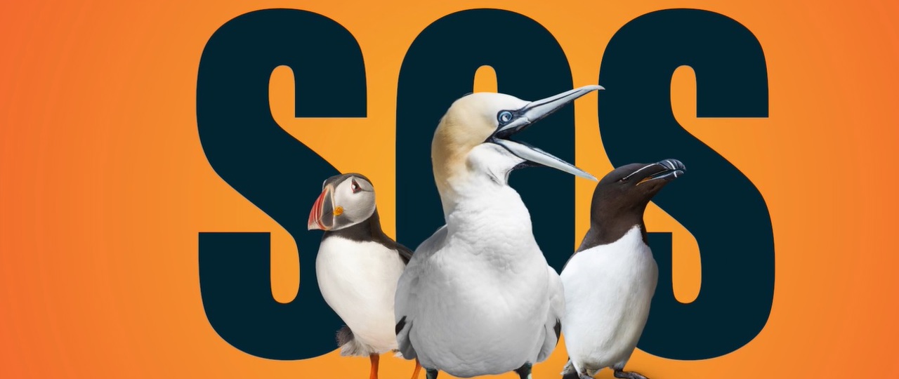Seabird island biosecurity animation still